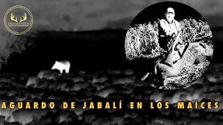 🎥 AGUARDO DE JABALÍ EN LOS MAICES 🐗 nuevatemporada [upl. by Ahsoik]