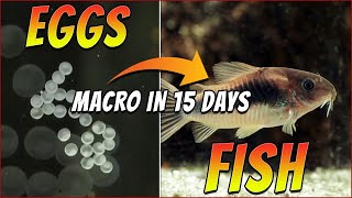 Breeding Corydoras Macro Fry Development Day by Day [upl. by Krebs]