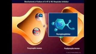 Mechanisms of Action of 5 HT amp NEReuptake Inhibitor [upl. by Bucky]