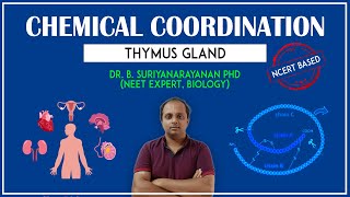 An endocrine gland for immunity  Thymus gland [upl. by Aital]