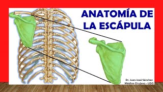 🥇 Anatomía de la ESCÁPULA Omóplato ¡Fácil Rápida y Sencilla [upl. by Zeculon599]