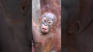 Incredible Baby Orangutan  Cute Climbing And Chewing Adventure [upl. by Dickerson]