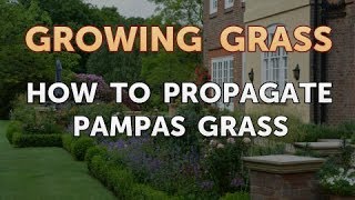 How to Propagate Pampas Grass [upl. by Alegna478]