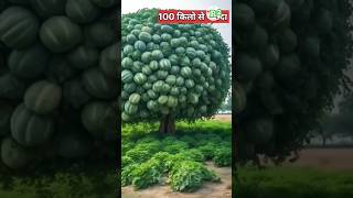 चाइना में बड़े तरबूज कैसे उगाते है  China mango farming [upl. by Letnoj648]