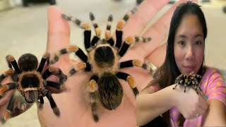 Handling Mexican RedKnee Tarantula Priscila the Spider [upl. by Zampardi828]