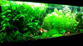 Setting up your first Planted Aquarium Part 2 Substrate amp Fertilizers [upl. by Hildegarde]