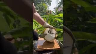 coconut cuttingcoconutrelaxmusicholidaycuttingbeachtravelUSA fruit [upl. by Hourigan]