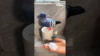 Pigeon Automatic Induction Foam Hand Washer Pigeon Soap Dispenser  machine shorts [upl. by Okir]