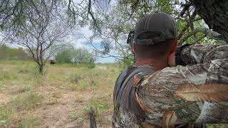 Nilgai Bow Hunt in South Texas [upl. by Ahset]