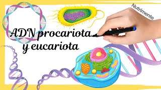 ADN Procariota y Eucariota  Características y disposición en las células [upl. by Pierrepont]