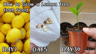 레몬 사 먹고 공짜로 모종 얻는 방법ㅣHow to Grow a Lemon Tree from Seed [upl. by Truelove403]