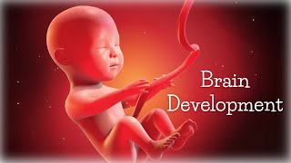 Pregnancy music for the unborn baby ♡ Brain development ♡ Classical music for the baby in the womb [upl. by Cormick]