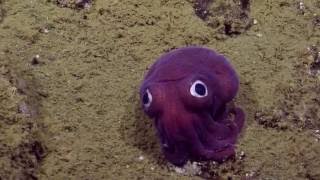 Googlyeyed Stubby Squid  Nautilus Live [upl. by Zora678]