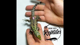 Handling Your Baby Tegu [upl. by Hightower]