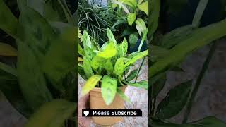 Ctenanthe Snake PlantsPlants Care agriculture viralshorts inspiration shorts plants [upl. by Alikat621]