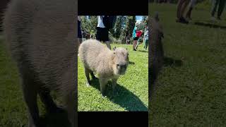 Pet Cute Capybarakangaroo  Kangaroo Creek Farm [upl. by Nylzor]