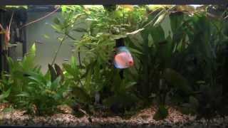 Setting up a Tropical Freshwater Aquarium [upl. by Sidnak]