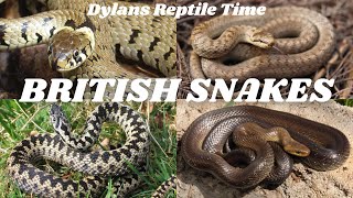 British Snakes  Dylans Reptile Time [upl. by Maryn]