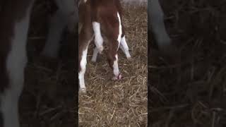 Vachette c’est tranchée la pate pendant le déplacement 😢🩸vache agriculture élevage bio triste [upl. by Gerdy]