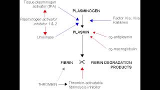 Fibrinolysis  Anticoagulation Pathway [upl. by Elletnuahc306]