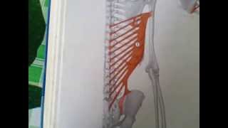 Anatomia Hombro y brazo Miembro superior Origen insercion e inervacion [upl. by Eerihs]