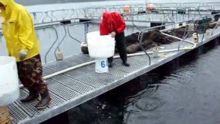 Squaxin Net Pen Inventory and Release of Coho Smolts [upl. by Issie]