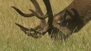 Irate man chases Fenton the dog in Richmond Park [upl. by Anestassia236]