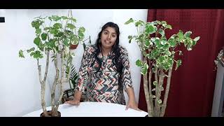 Dinner plate aralia plant care malayalam [upl. by Nnaillij]