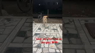 Lexy aaj phir frnds se dar gayi ❤️pet petdog streetdog streetpets street dog wilddog [upl. by Rosalynd]