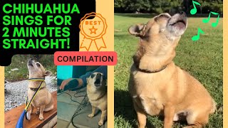 Chihuahua Dog Howling and Singing Compilation [upl. by Yahsed330]