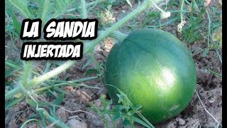 Injertar Sandia en Calabaza  Evolución y Cuidados [upl. by Wakefield]