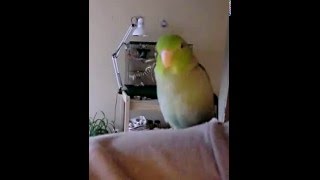 Parrotlet Talking Kiss Peekaboo Such a Good BoyBird Hows my birdy trill noises [upl. by Morton]