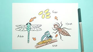 Drawing Dragonfly Life Cycle [upl. by Iv]