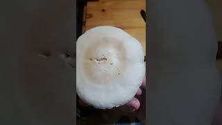 1 big Hypsizygus Ulmarius  Elm Oyster mushroom forage for mushroom gravy [upl. by Kei]