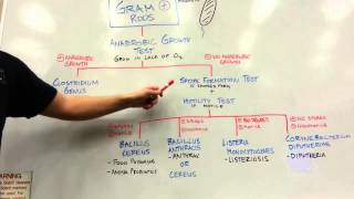 How to distinguish GRAM POSITIVE RODS [upl. by Engelbert]