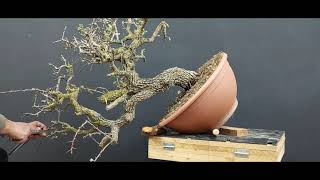 Bonsai Crataegus 8 stage 1 hawthorn bonsai How to make Bonsai [upl. by Brennan]