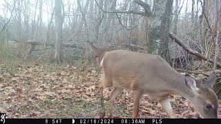 Maurepas Swamp WMA Trail Cam Videos [upl. by Severen]