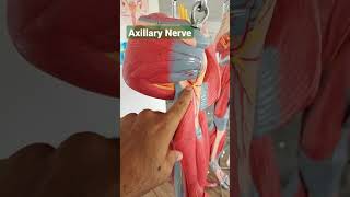 Axillary Nerve or Circumflex Nerve [upl. by Aivatnwahs159]