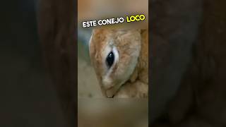 No Vas a Creer Lo Que Le Pasó a Este Conejo Loco 😱 [upl. by Ahterod]