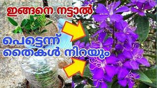 കൂടുതൽ പൂക്കൾ വന്നുനിറയാൻ എളുപ്പവഴി Melastoma Plant Propagation [upl. by Alva965]