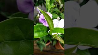 floweringplant Brunfelsia latifolia online sale9744460246tyesterdaytodaytomorrow [upl. by Clari]