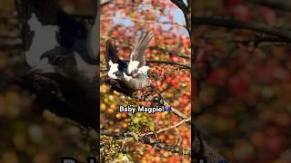 MAGPIE BABY SOUND  Call  Song  magpie baby sound [upl. by Benedick]