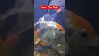 Red Cap Oranda Gold fish redcapgoldfish orandagoldfish goldfish explore yt PetsWithHimanshu [upl. by Ennair135]