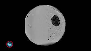 Tracking spheroid and organoid growth with the CytoSMART Omni [upl. by Ylnevaeh973]