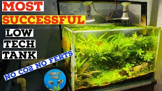 Most Successful Planted Tank  No CO2 No Ferts Low Tech Tank  Dirted Organic Compost Planted Tank [upl. by Petie718]