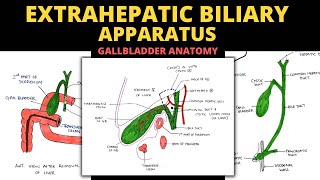 Extrahepatic Biliary Apparatus  Gall Bladder Anatomy  Abdomen Anatomy [upl. by Channa]