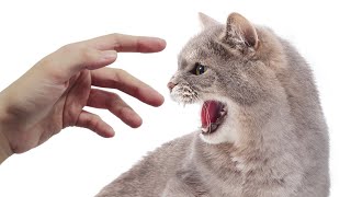 9 Innocent Actions that Cause Your Cat to Lose Trust in You Over Time [upl. by Anelah94]