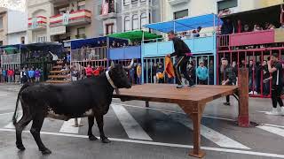 Bous al carrer Toros en la calle Teulada 2022 [upl. by Enowtna859]