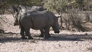 Namibia 2024 Waterberg Guestfarm bis Okapuka Safari Lodge [upl. by Angelle166]