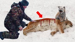 Man Saved This Crying Lynx Cub And Her Dying Mama  Days Later He Received The Amazed “Thanks” [upl. by Ube]